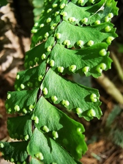 Adiantum diaphanum