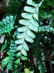 Adiantum diaphanum