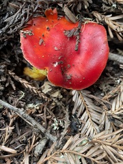 Hygrocybe laetissima