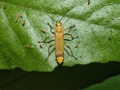 Chauliognathus cinguliventris