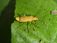 Chauliognathus cinguliventris