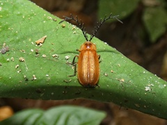 Elateroidea
