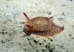 Pleurobranchaea meckeli