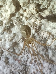 Micropholcus fauroti