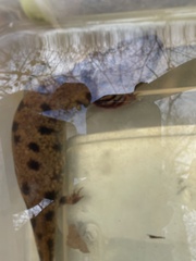 Necturus lewisi