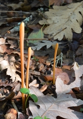 Macrotyphula fistulosa