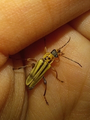 Chauliognathus scriptus