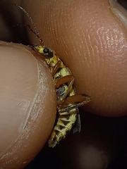 Chauliognathus scriptus