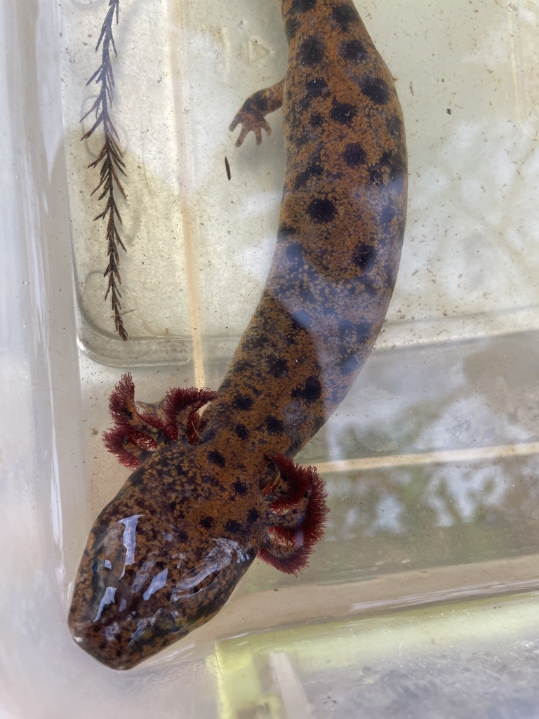 Neuse River Waterdog in February 2023 by Larry Chen · iNaturalist