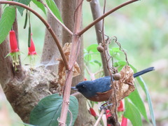 Diglossa baritula