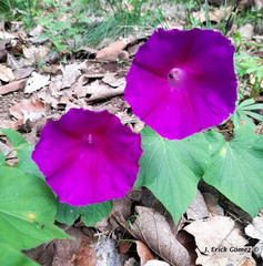 Ipomoea orizabensis
