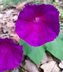 Ipomoea orizabensis