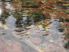 Oncorhynchus clarkii