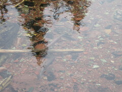 Oncorhynchus clarkii