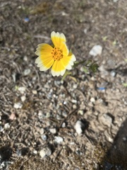 Layia platyglossa