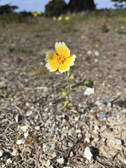 Layia platyglossa