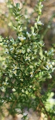Olearia ramulosa