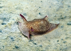 Pleurobranchaea meckeli