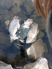 Nycticorax nycticorax