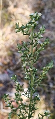 Olearia ramulosa