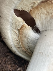 Agaricus hondensis