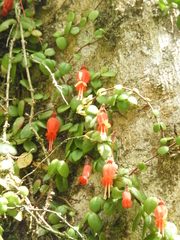 Sarmienta scandens