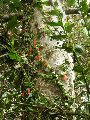 Image of Sarmienta scandens by (c) Santiago Martín-Bravo, some rights reserved (CC BY)