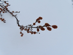 Betula glandulosa