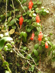 Sarmienta scandens