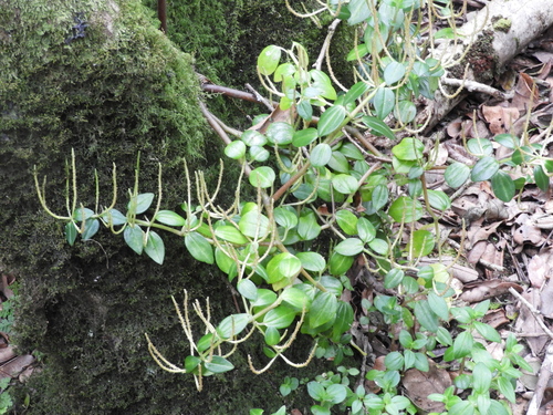 Peperomia fernandeziana (Peperomia fernandeziana)