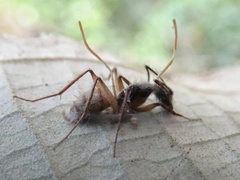 Ophiocordyceps unilateralis