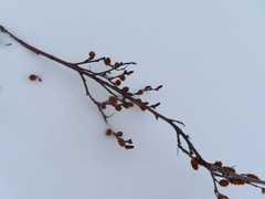 Betula glandulosa