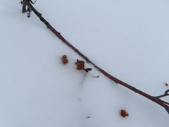 Betula glandulosa