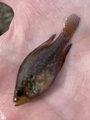 Enneacanthus gloriosus