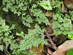 Asplenium dareoides