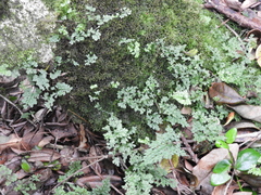 Asplenium dareoides