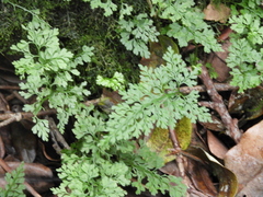 Asplenium dareoides