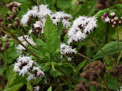 Aristeguietia salvia