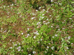 Aristeguietia salvia