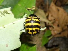 Platyphora boucardi