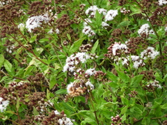 Aristeguietia salvia