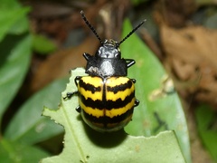 Platyphora boucardi