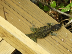 Liolaemus zapallarensis