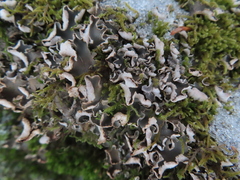 Peltigera malacea