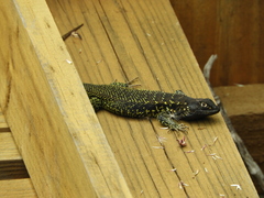 Liolaemus zapallarensis