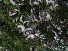 Peltigera malacea