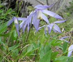 Clematis occidentalis grosseserrata