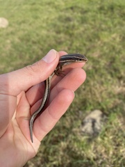 Plestiodon skiltonianus skiltonianus