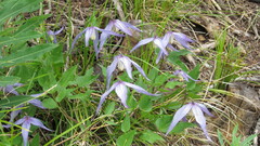 Clematis occidentalis grosseserrata