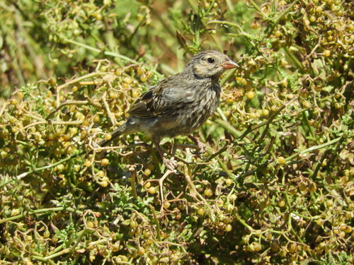 Rhopospina fruticeti fruticeti